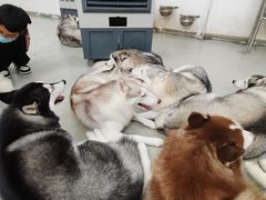 -星多哈·狗咖·拼豆·咖啡