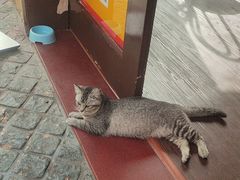 -猫岛主趣味餐厅(鼓浪屿店)