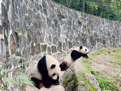 -都江堰中华大熊猫苑