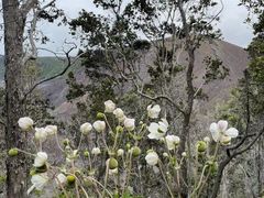 -夏威夷火山国家公园
