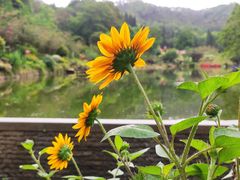 -深圳仙湖植物园