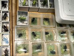 -中环花鸟鱼虫市场