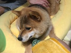 -逗柴咖啡屋·狗咖猫咖宠物桌游