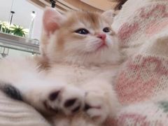 -猫域·湾主题猫咖·宠物吧(南坪城市广场店)
