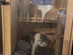 -Mr.Fox狐狸先生超级密室(南山店)