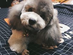 -PETKIT小佩宠物(古北店)