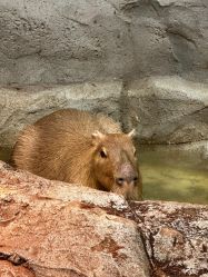 -Zoolung Zoolung动物主题公园(海信广场店)