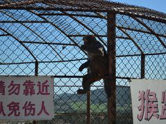 -西霞口神雕山野生动物世界