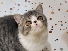 -滚猫咖啡·猫咖·猫友好撸猫(未来城店)