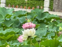 -莲花池公园