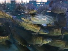 -淘米捞·米汤脆鲩鱼火锅(福田皇岗店)