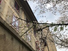 -武汉大学-樱园