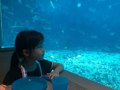 -海棠湾洲际-涛·海底餐厅·美人鱼·自助餐·海底隧道