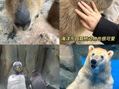 -海花岛旅游度假区