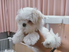 -翊宠yipet猫狗购宠庄园犬舍•猫舍