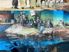 -海合安武汉极地海洋公园
