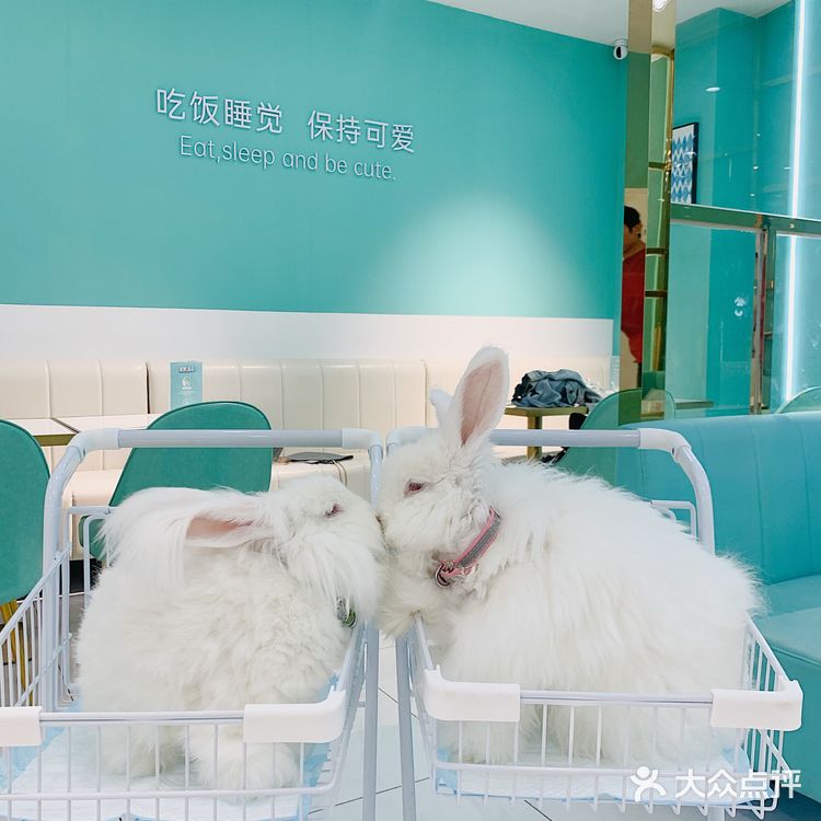 软萌软萌的小兔几,我控制不住我只几啦~