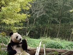 -都江堰中华大熊猫苑