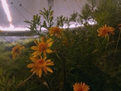 -悦见花开·花园里的火锅·露营·下午茶