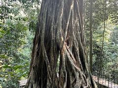 -中国科学院西双版纳热带植物园