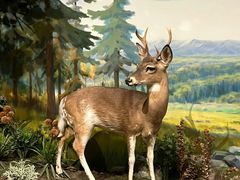 -陕西自然博物馆