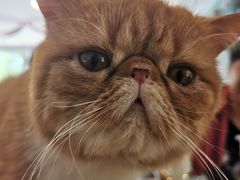 -平行世界·猫咖(首经贸店)