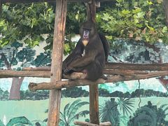 -西霞口神雕山野生动物世界