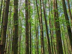 -山王坪喀斯特国家生态公园