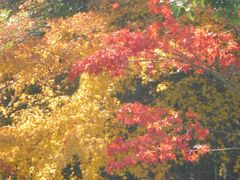 -昆山城市生态森林公园