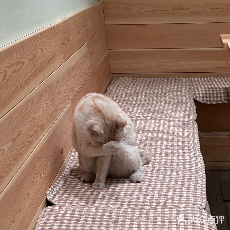 找到了胡同里空间很大的咖啡馆！木质风还有猫！