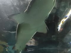 -大连圣亚海洋世界