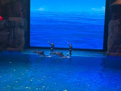 -芜湖新华联大白鲸海洋公园