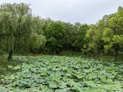 -同里国家湿地公园