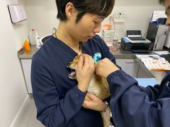-喜多萌中农锦绣动物医院24H·猫科·牙科MRI·CT