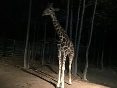 -清迈夜间动物园