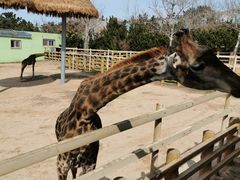 -西霞口神雕山野生动物世界