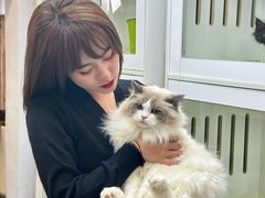 -青奢宠物·青奢猫舍