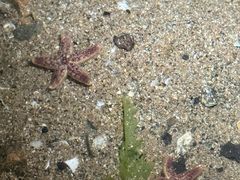 -青岛第一海水浴场