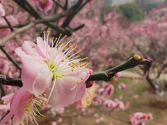 -南京古林公园