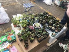 -中环花鸟鱼虫市场