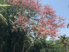 -中国科学院西双版纳热带植物园