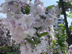 -海棠花溪(元大都城垣遗址公园)