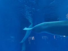 -海合安成都极地海洋公园