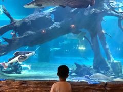 -华夏文旅海洋公园