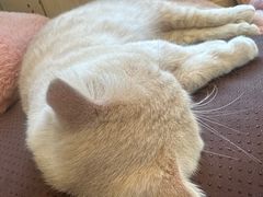 -猫小院猫主题餐厅(南锣旗舰店)