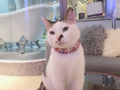 -momokira米努特·德文卷毛猫·棉花面纱犬