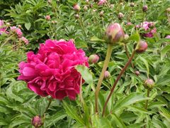 -长春公园(普阳街道)