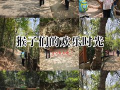 -上海佘山国家森林公园天马山园