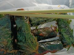 壮家假蒌肉卷-老友王·南宁特色菜(金汇如意坊店)