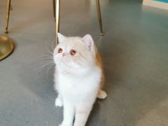 -飞行喵MR PILOT|猫舍·猫咖(静安大融城店)